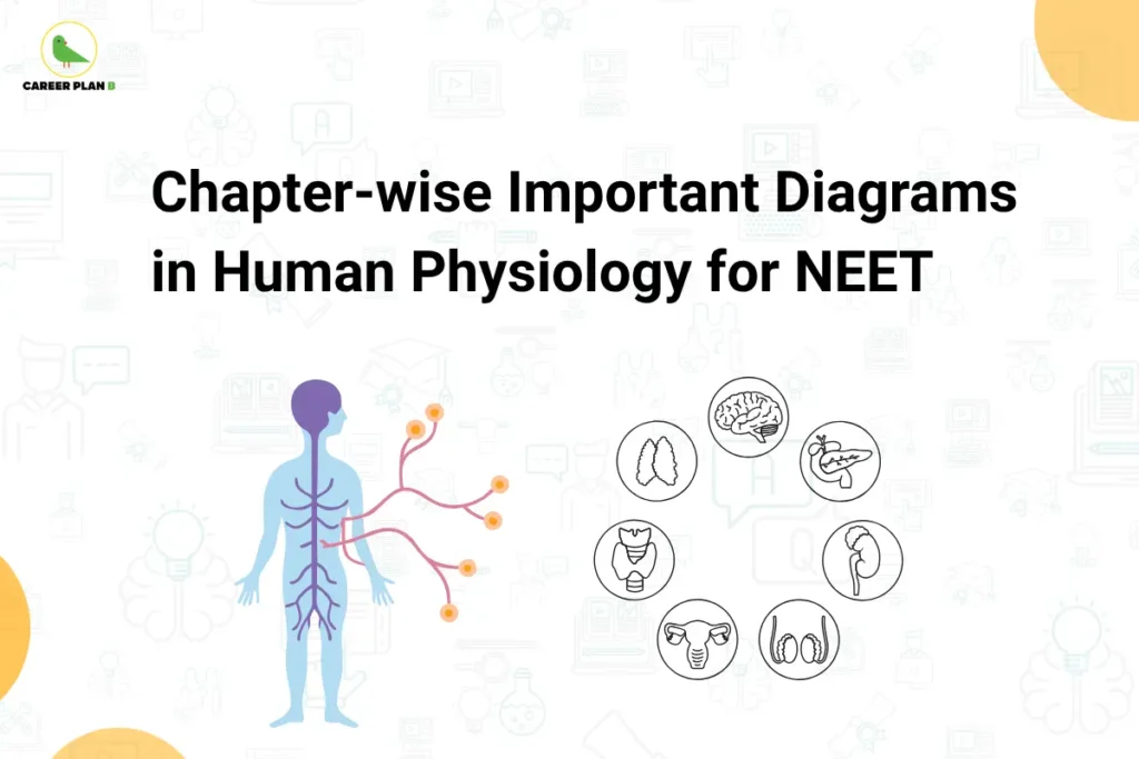 Career Plan B infographic titled "Chapter-wise Important Diagrams in Human Physiology for NEET" featuring medical icons for the brain, lungs, thyroid, and reproductive systems.